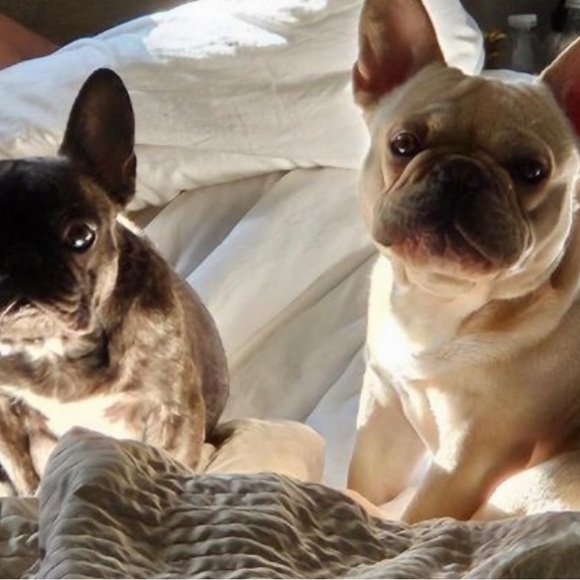 Meet your Posher waglife - Picture 8 of 8